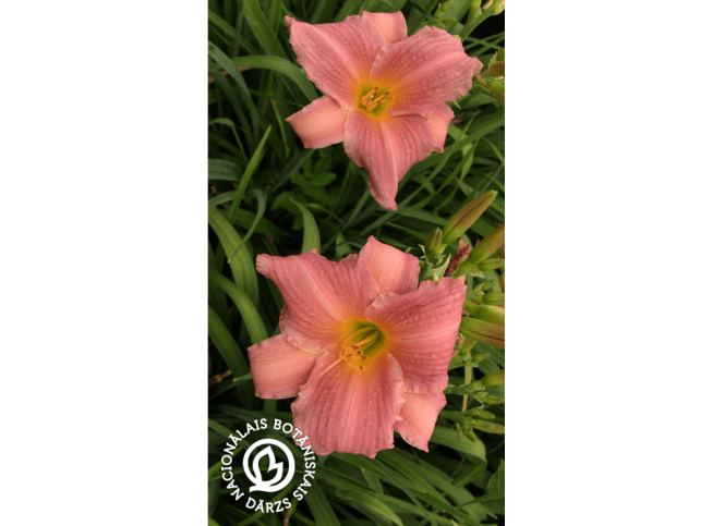 Hemerocallis   'Amazon Amethyst'